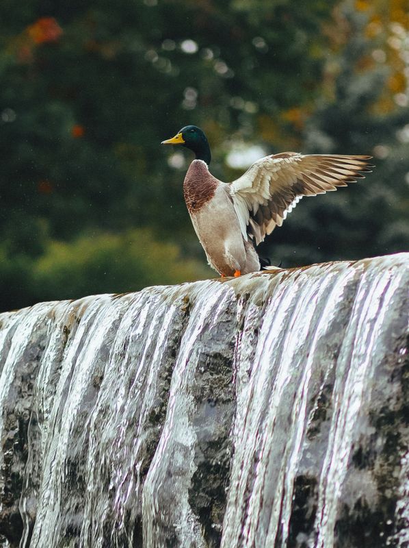 утка К полёту готовphoto preview