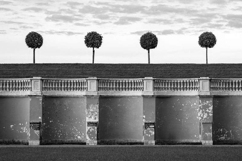 санкт-петербург, город, черно-белое, петергоф, деревья, дерево, линии Петергофphoto preview