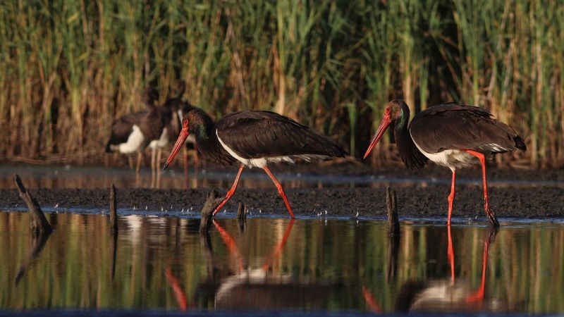 чёрный аист, аист, ciconia nigra, black stork, stork Эй, птичка пойдём со мной, там много вкусногоphoto preview