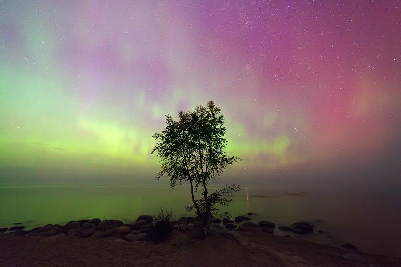 russia, aurora borealis, night, tree, stars For Aronofskyphoto preview