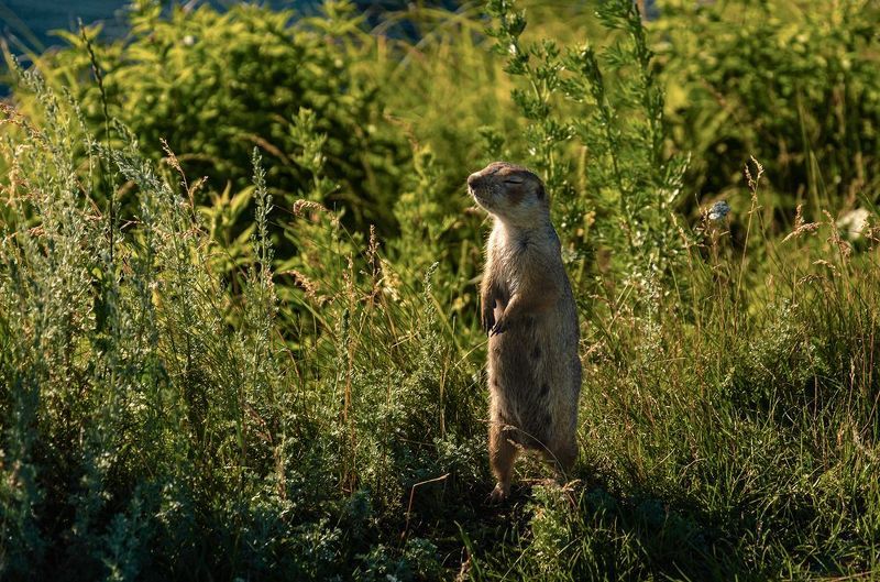 Насторожеphoto preview