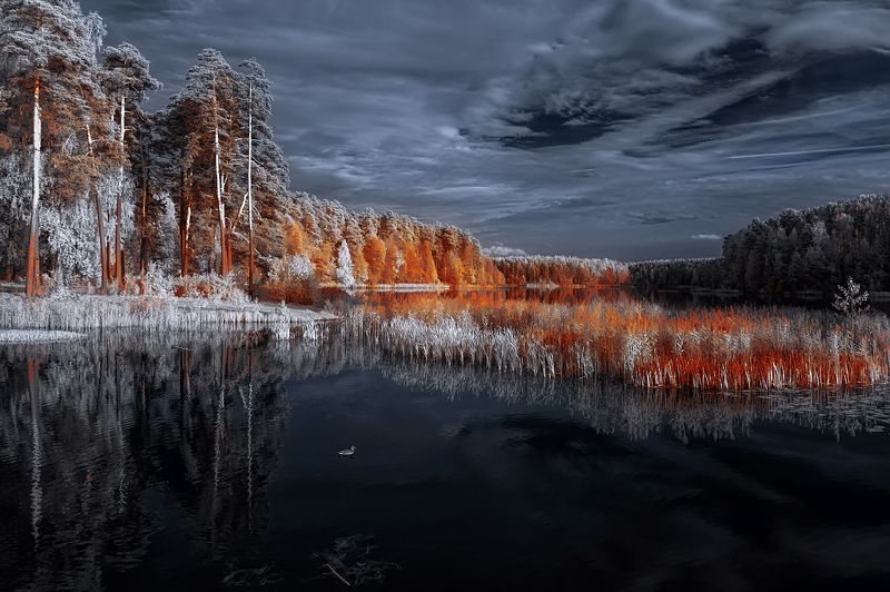 infrared,ик-фото,инфракрасное фото, инфракрасная фотография, пейзаж, осень Серая шейка фото превью