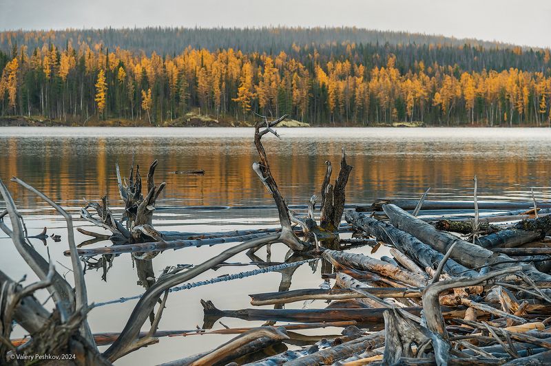 курейское водохранилище, плато путорана, предзимье, осень, зима, лиственницы, таймыр, заполярье, владимир коваль Фактуры Курейского водохранилищаphoto preview