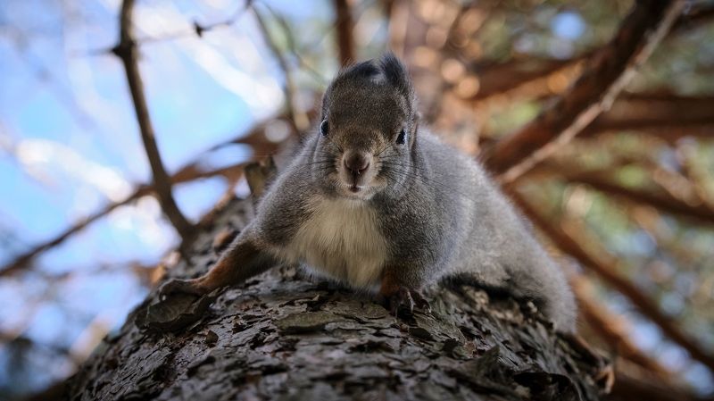 белка И снова приветphoto preview