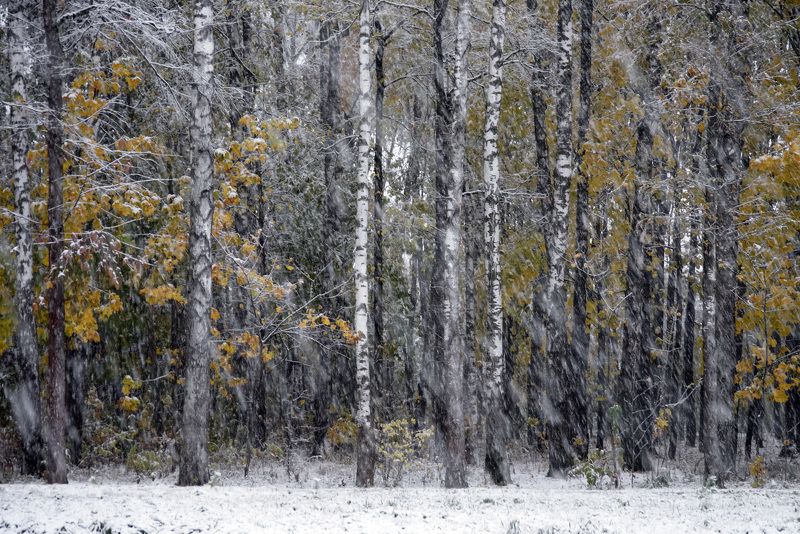 Первый снегphoto preview