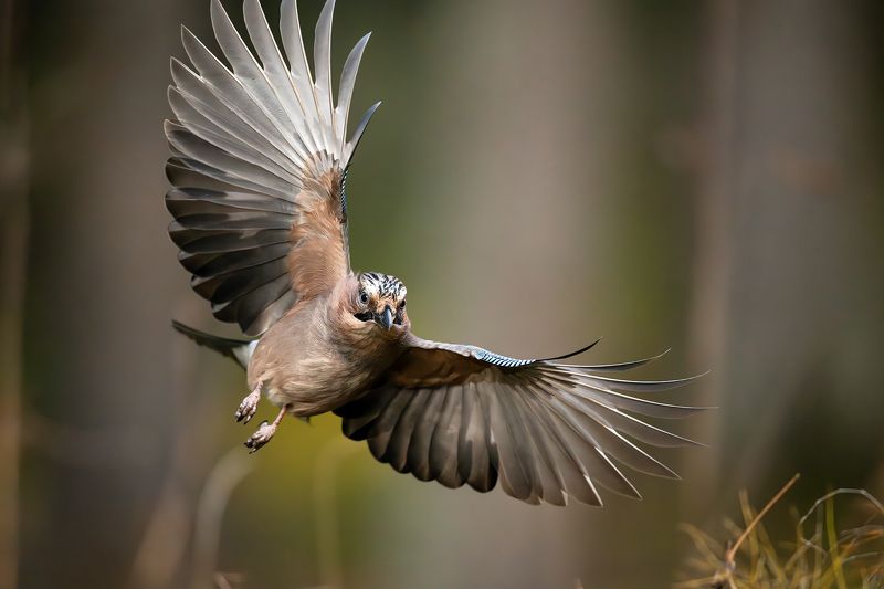 Сойка.photo preview