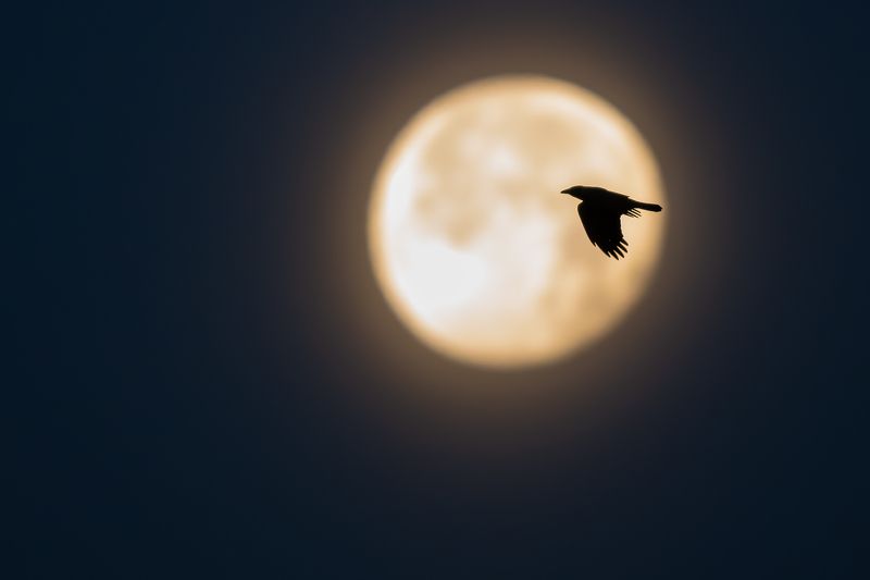 Серая ворона.photo preview