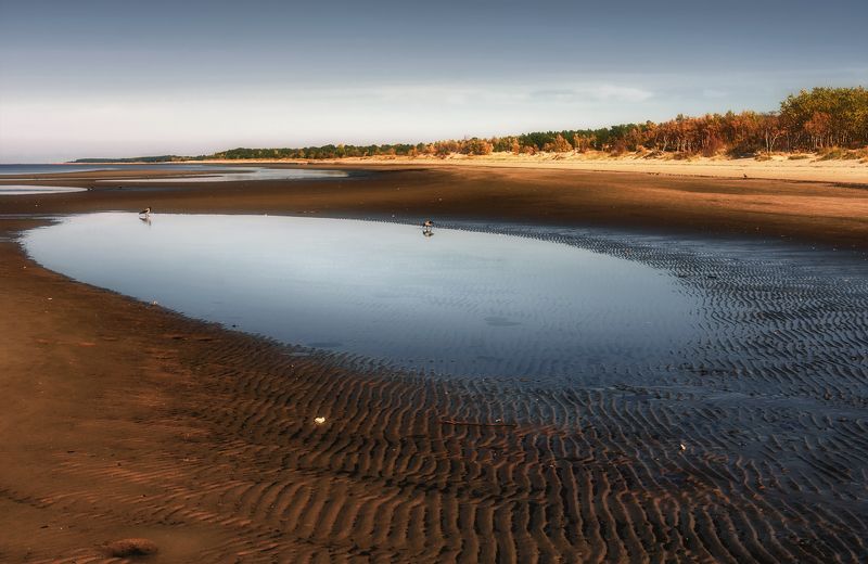 осень, море, берег, отлив, лес, песок, вода, лужа, вечер, следы, волны, вороны, птицы Пустынный берегphoto preview