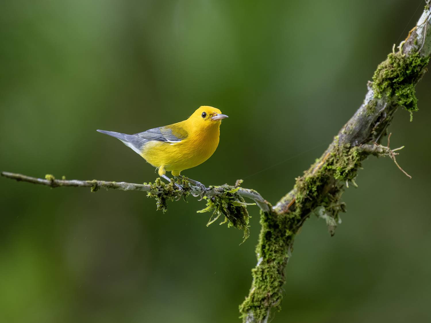 Prothonotary Warbler. Автор: Fernando Burgalin Sequeira , Fernando Burgalin Sequeira