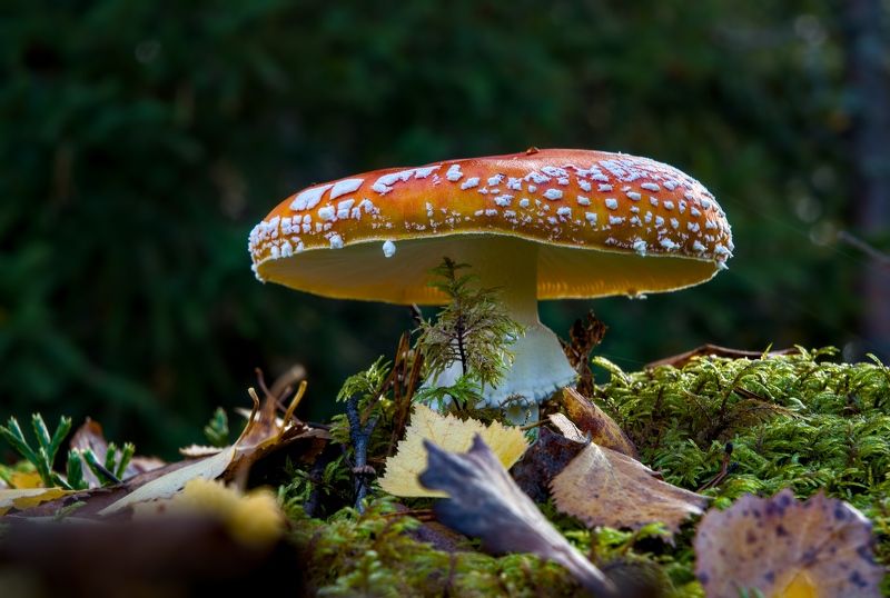 лес осень мухомор гриб мох листопад Красив. Но опасен!photo preview