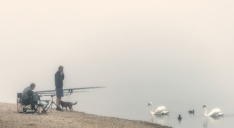 озеро туман утро рыбаки лебеди  Туман photo preview