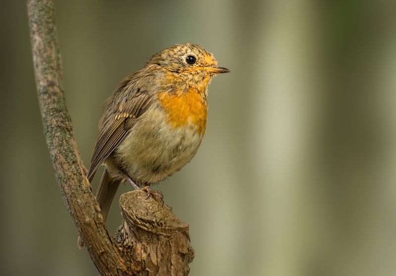 птица малиновка ***photo preview