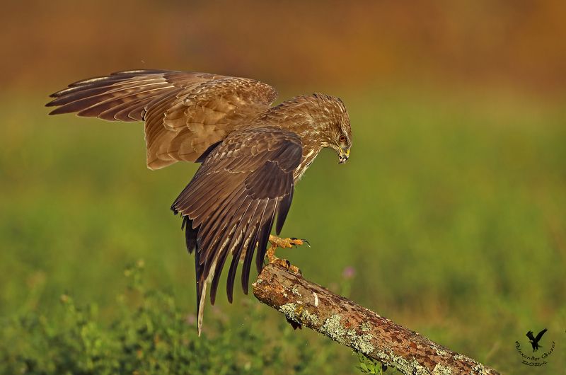 канюк Канюк.photo preview