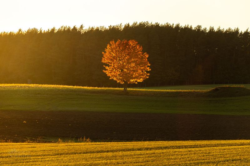 tree,autumn,color,landscape,field,forest,nature,light, Autumnal Lightphoto preview