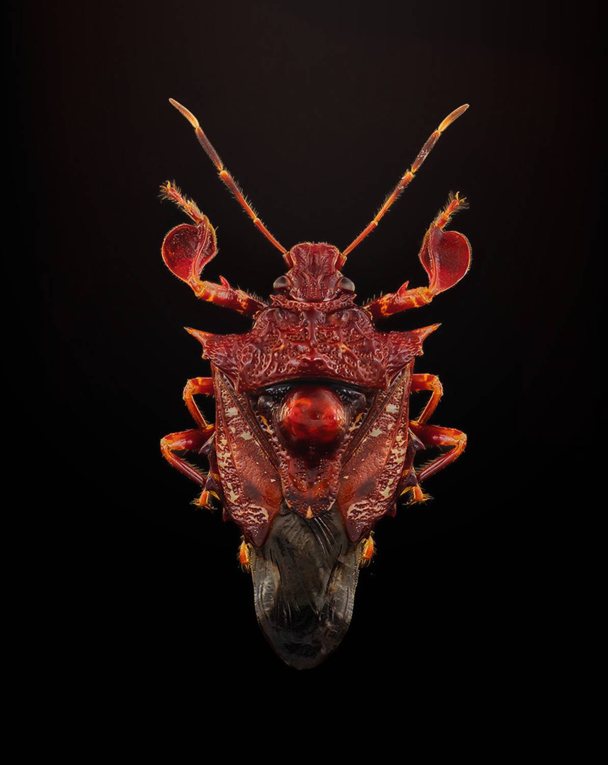 hemiptera, cazira horvathi, Kavaliauskas Eugenijus