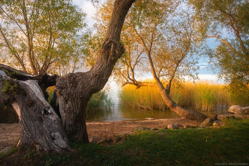 пейзаж, природа, вечер, осень, дерево, закат, nature, landscape, sunset, autumn На берегу Куршского заливаphoto preview