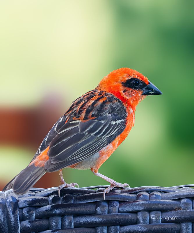 птицы Красный фуди (Мadagascar fody).photo preview