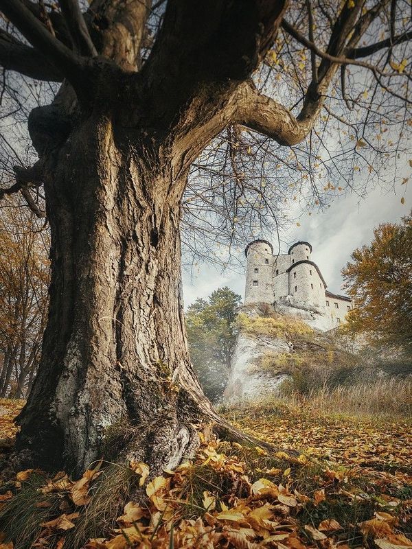 Замок Боболицеphoto preview