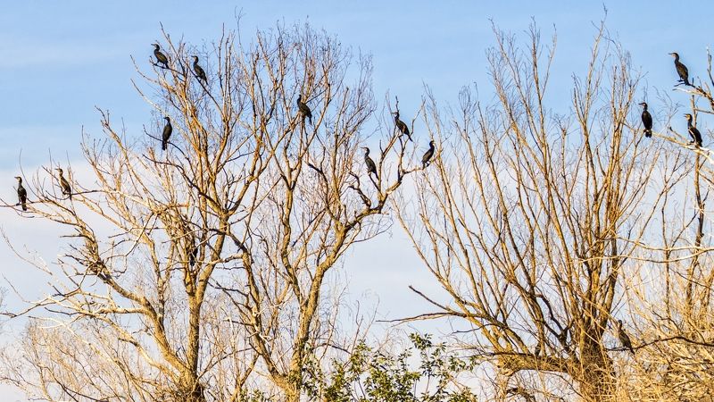 бакланы,заповедник. Тринадцать.photo preview