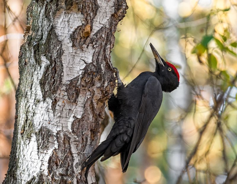 птица, дятел, лес, осень, Желна в осеннем лесу.(2 фото)photo preview