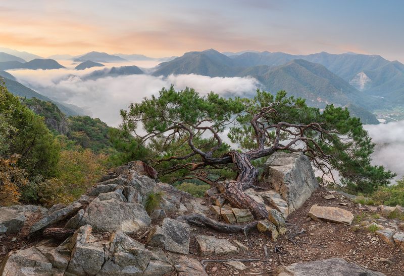 Drooping branchphoto preview