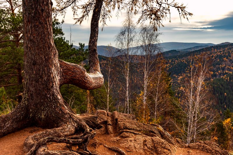 Жизнь на скалах.photo preview