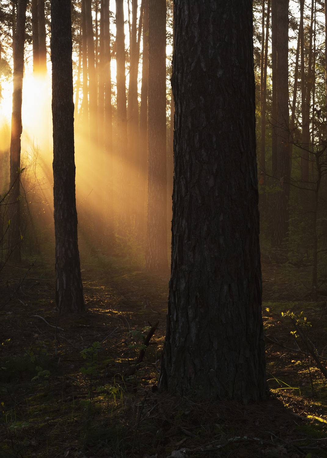 , Захаров Дмитрий