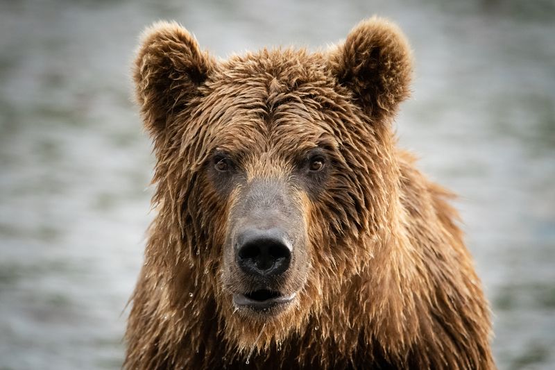 Камчатка, медведь, портрет, хищник, дикий В глазаphoto preview
