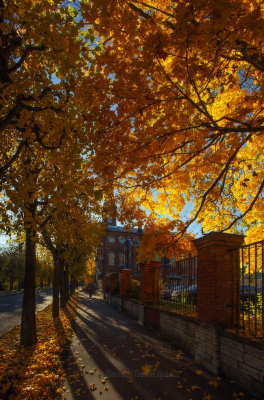 питер, пушкин, царское село, царское,  landscape, tsarskoye selo, autumn,  городской пейзаж, санкт-петербург, кирха Пушкинская кирха  и октябрьphoto preview