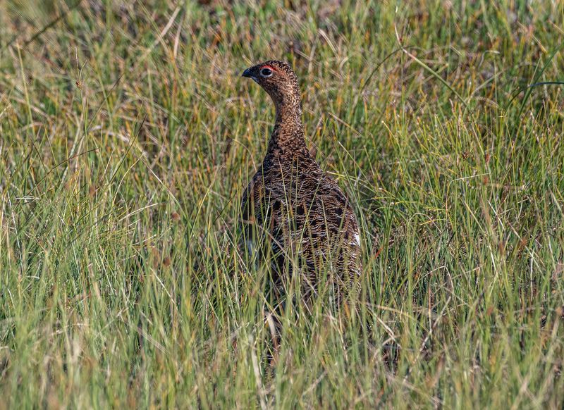 Териберка, птицы, Белая куропатка Игра в пряткиphoto preview