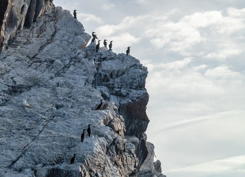 териберка, птицы, большой баклан Бакланий берегphoto preview