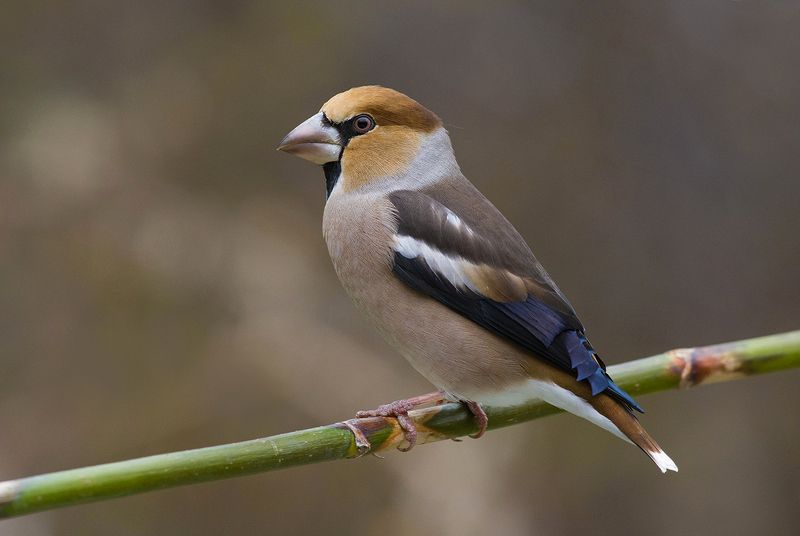 дубонос,самец,осень Октябрьский дубоносphoto preview