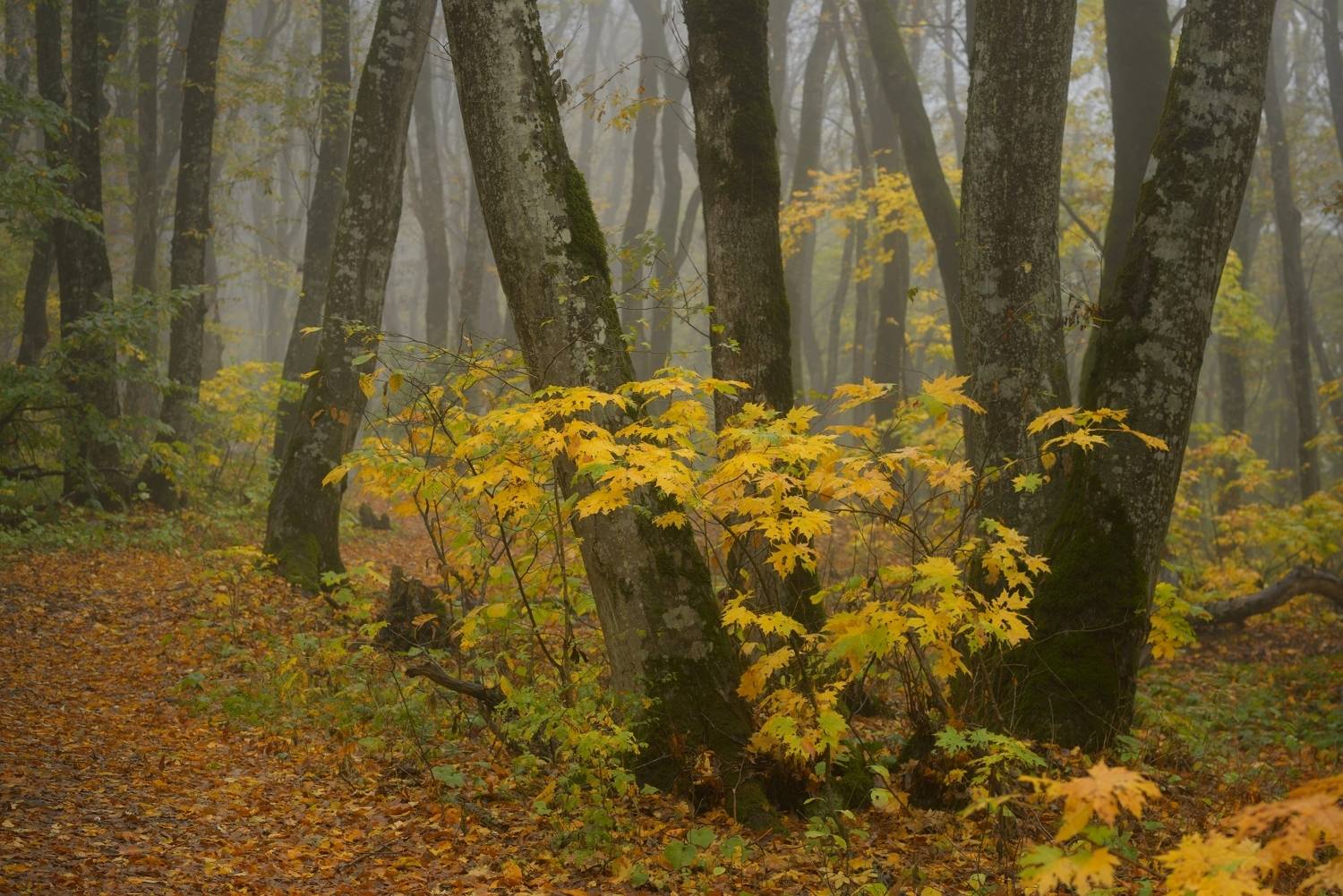 Осеннее утро. Автор: Александр Жарников осень листва утро лес туман, Александр Жарников