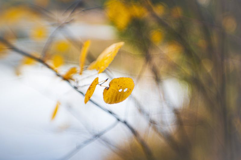 Осенняя акварельphoto preview