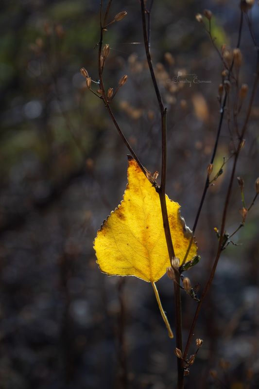 Догорает лист осенний... фото превью