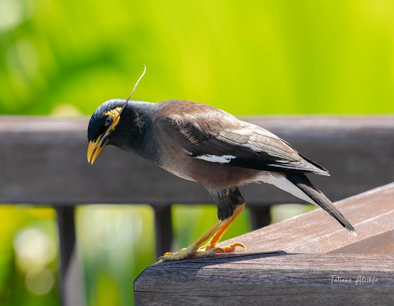 птицы Майна (Common Mynah)photo preview