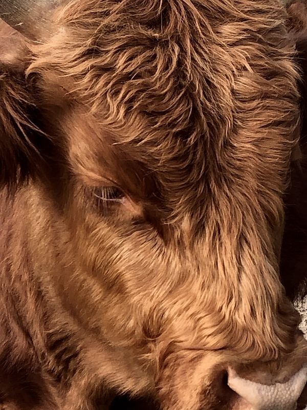 Короваphoto preview