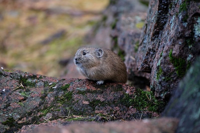 пищуха, красноярские столбы Пищухаphoto preview