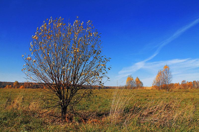 осень, октябрь, сибирь, россия  фото превью