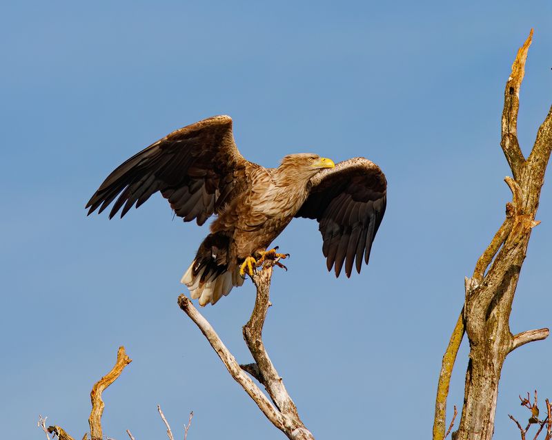 орлан-белохвост, орлан, haliaeetus albicilla, white-tailed eagle, куршская коса, куршский залив Белохвостphoto preview