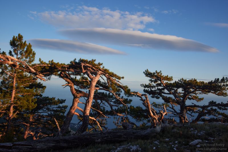 пейзажемагьё, пейзаж-как-виденье Космический лес Чака-Тыша фото превью