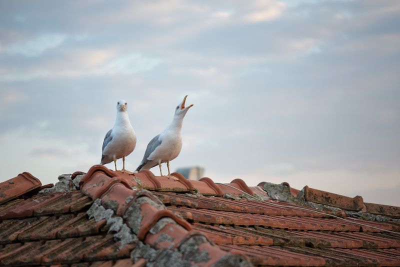 Чайки на крышеphoto preview