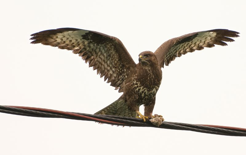 Удачная охота Канюка :)photo preview