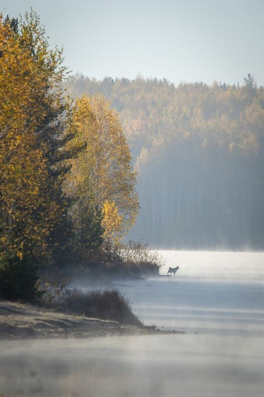 осень, урал, туман, утро, собака, вода, берег, лес, Туманные миражиphoto preview