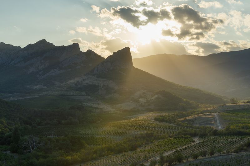 крым, горы, виноградник, лето. Вечер в Отузской долине. фото превью