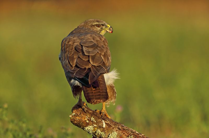 канюк Канюк.photo preview