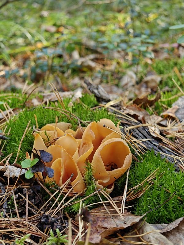 Aleuria aurantia fungus orange peel photo preview