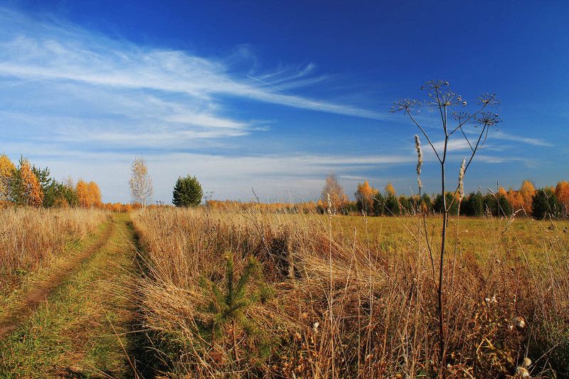 осень, октябрь, сибирь, россия  фото превью