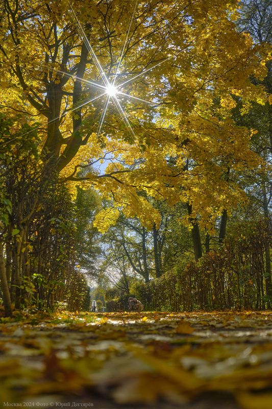 москва, осень, золотая, листопад, кусково Москва. Золотая осень в усадьбе Кусково.photo preview