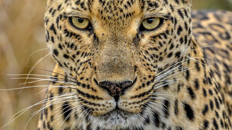 Взглядphoto preview